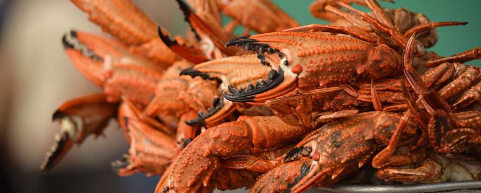 Seafood on South Coast Sri Lanka 