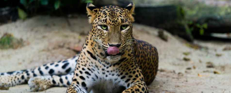 Leopard  