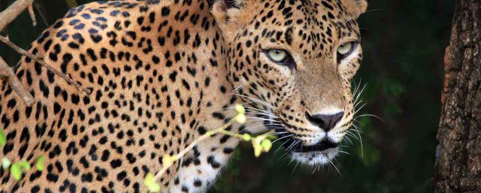Leopard in Yala National Park - Much in little: A family journey to Sri Lanka