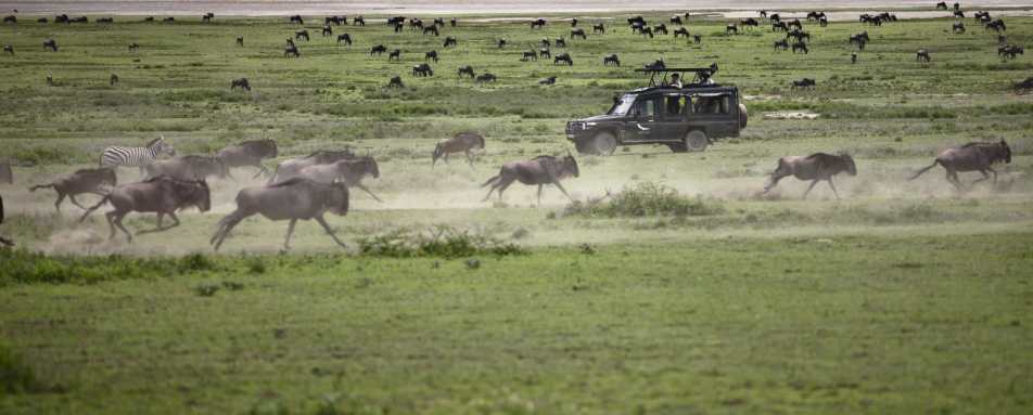 Serengeti Under Canvas game drive