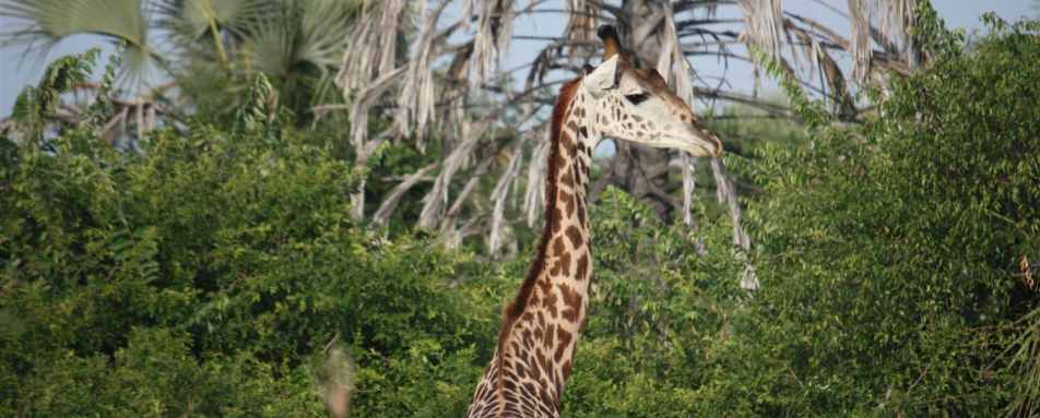 Giraffe - Chem Chem