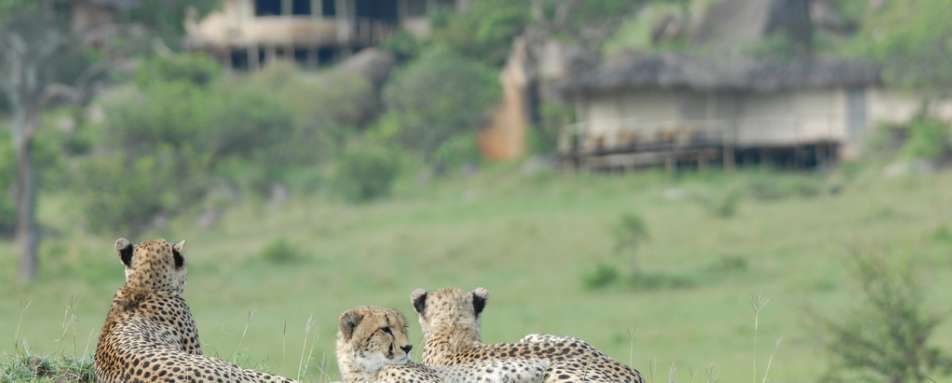 Cheetahs 