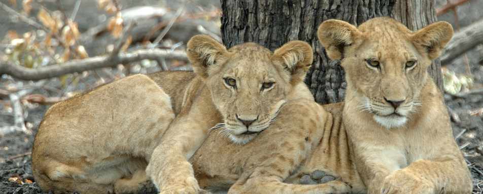 Roho ya Selous 