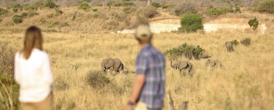 Walking Safari