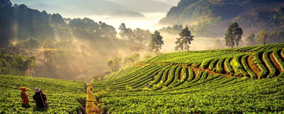 Chiang Mai 