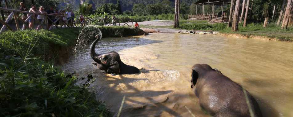 Elephants in Khao Sok  