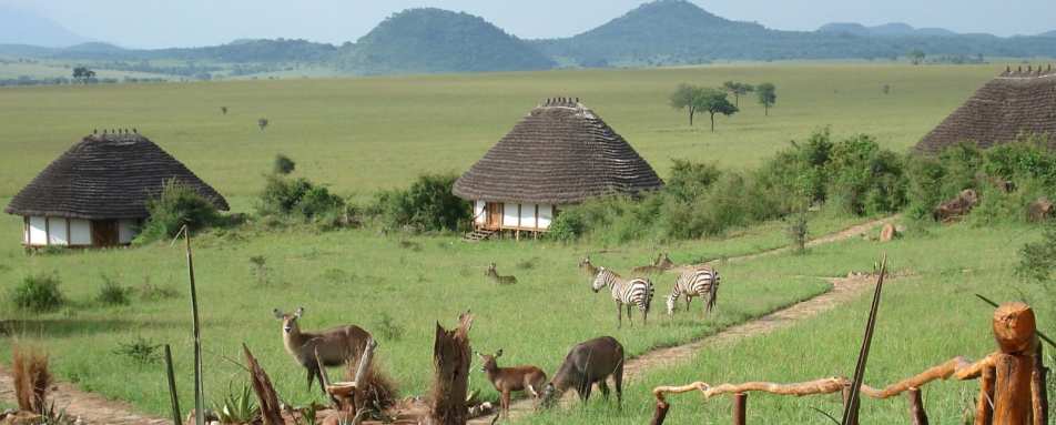 Waterbuck and Zebra around the cottages - Apoka Lodge