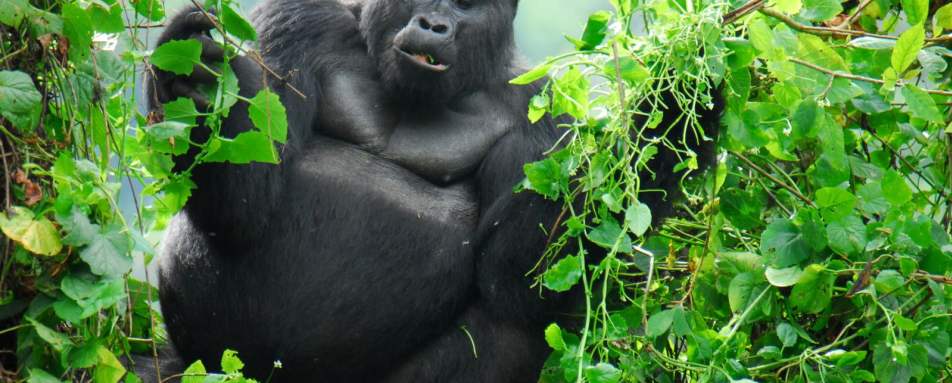 Gorilla Trekking in Uganda
