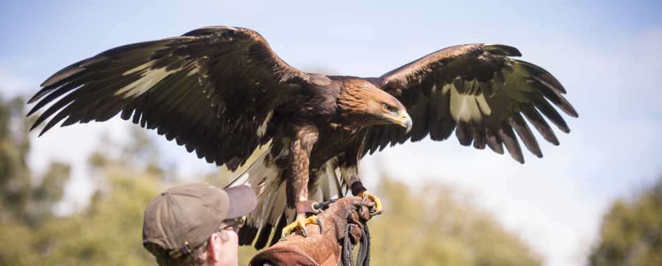 Falconry 