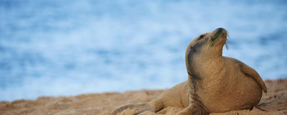 Wildlife - Koa Kea