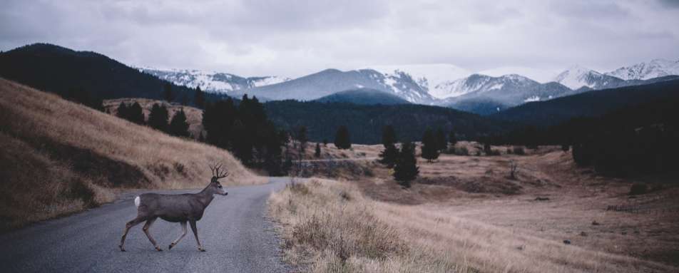 Ranch Land 