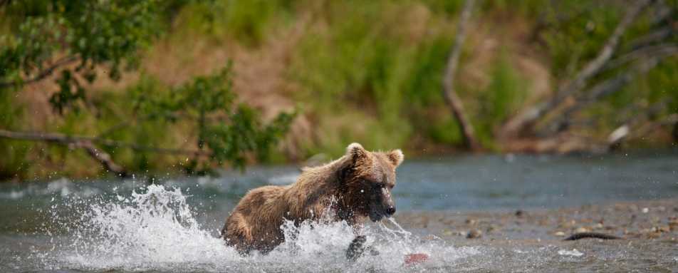 Bear Viewing in Katmai National Park