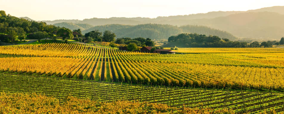 Napa Valley 