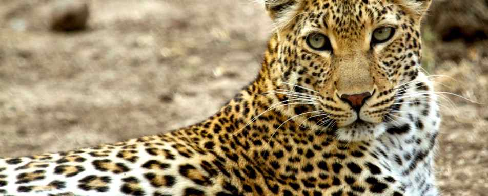 Leopard - 
