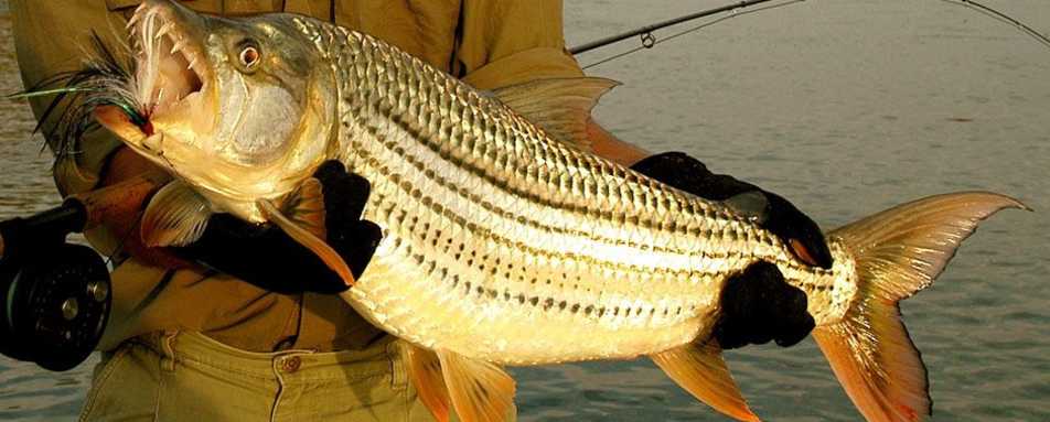Fishing on the Zambezi River