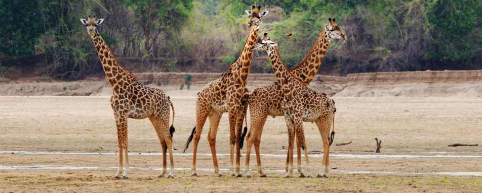 Limitless Botswana   