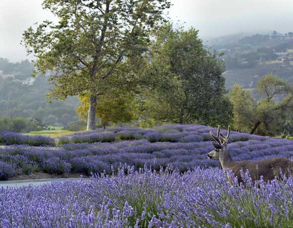 Carmel Valley Ranch