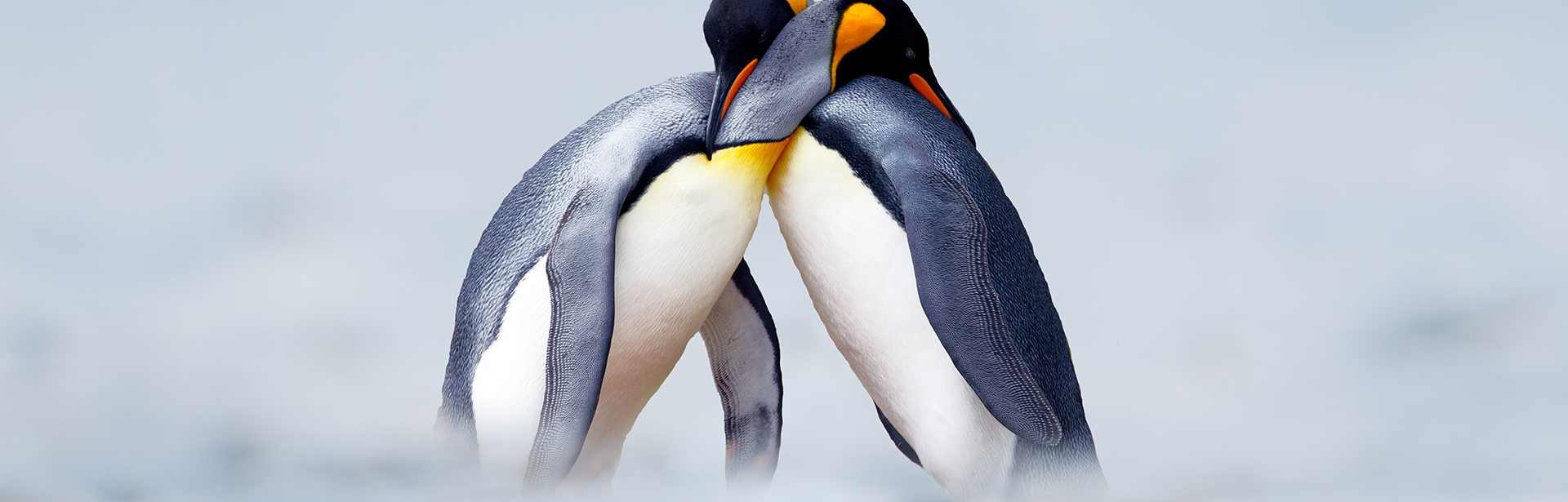  Plan your Antarctica trip today