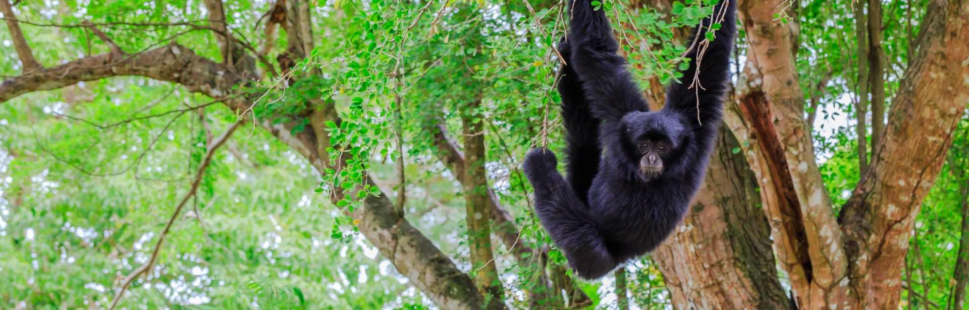Wild Belize 