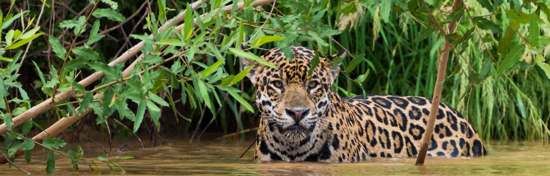 Wild Brazil: Amazon & Pantanal Adventure 