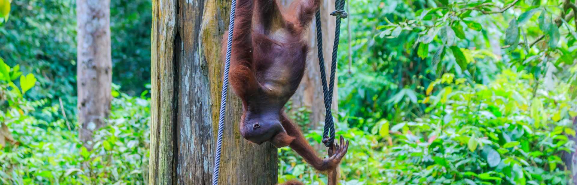 Ultimate Borneo 
