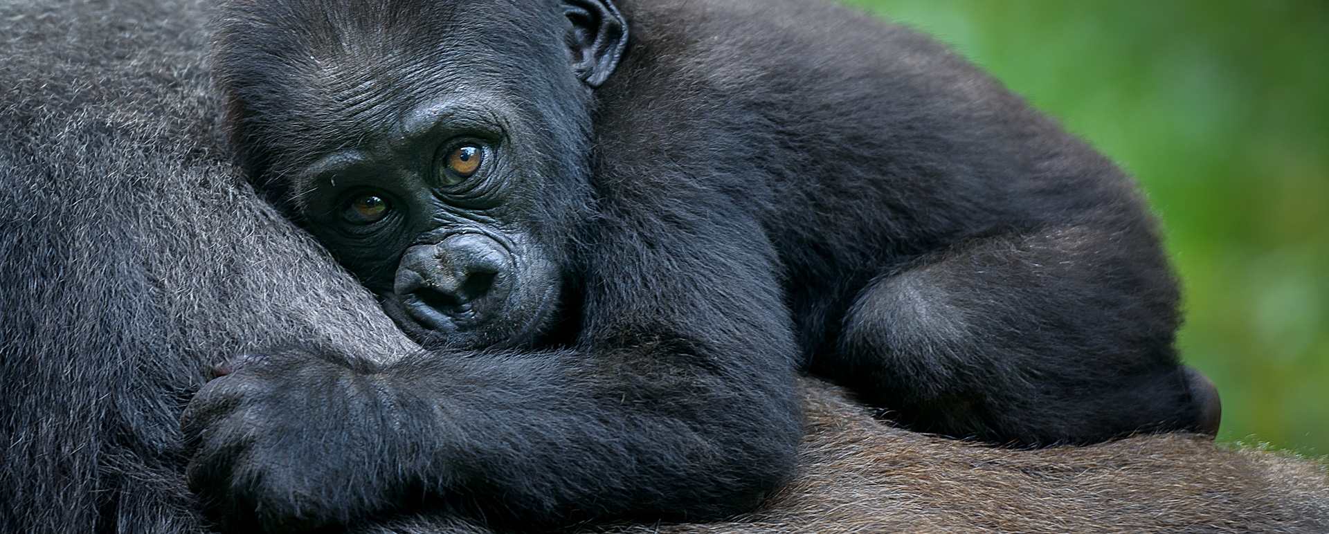 Uganda