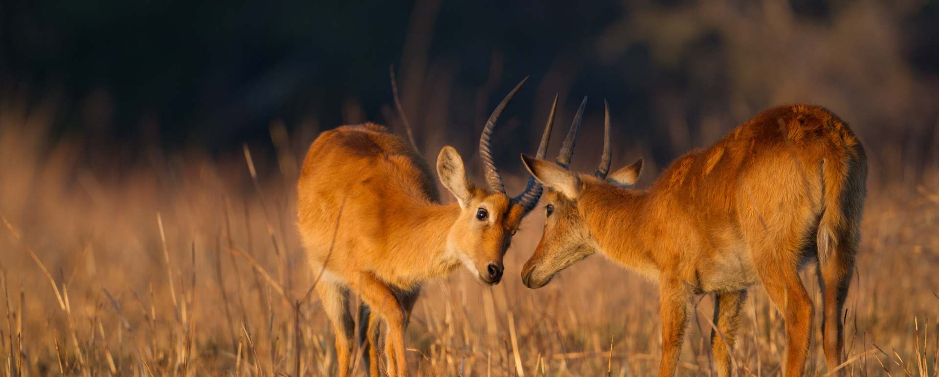 Kafue and western Zambia