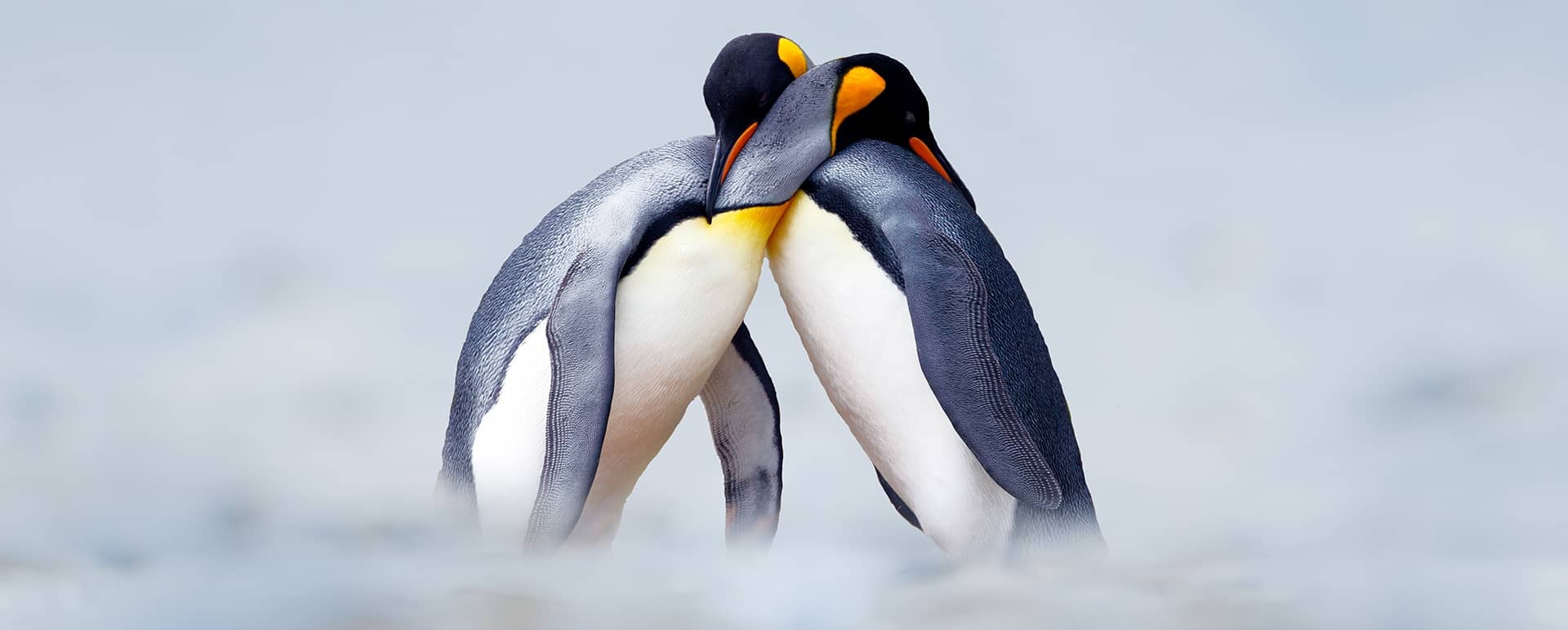 Antarctica