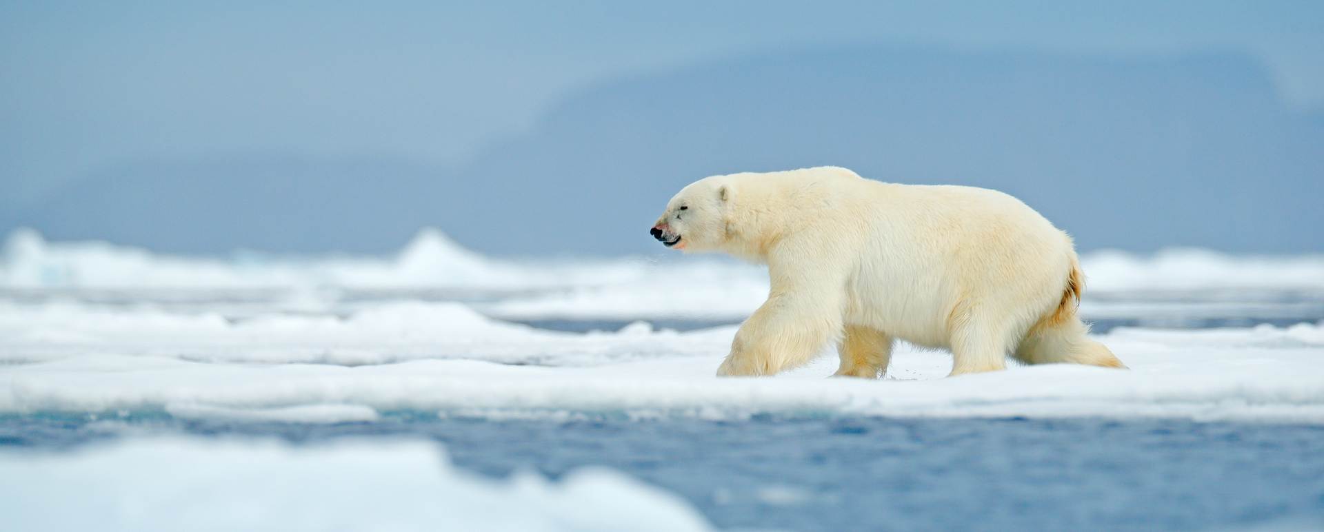 Arctic Wildlife