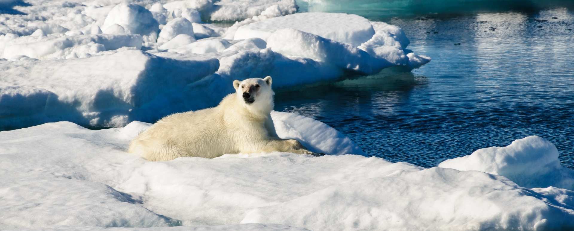 Arctic v Antarctic