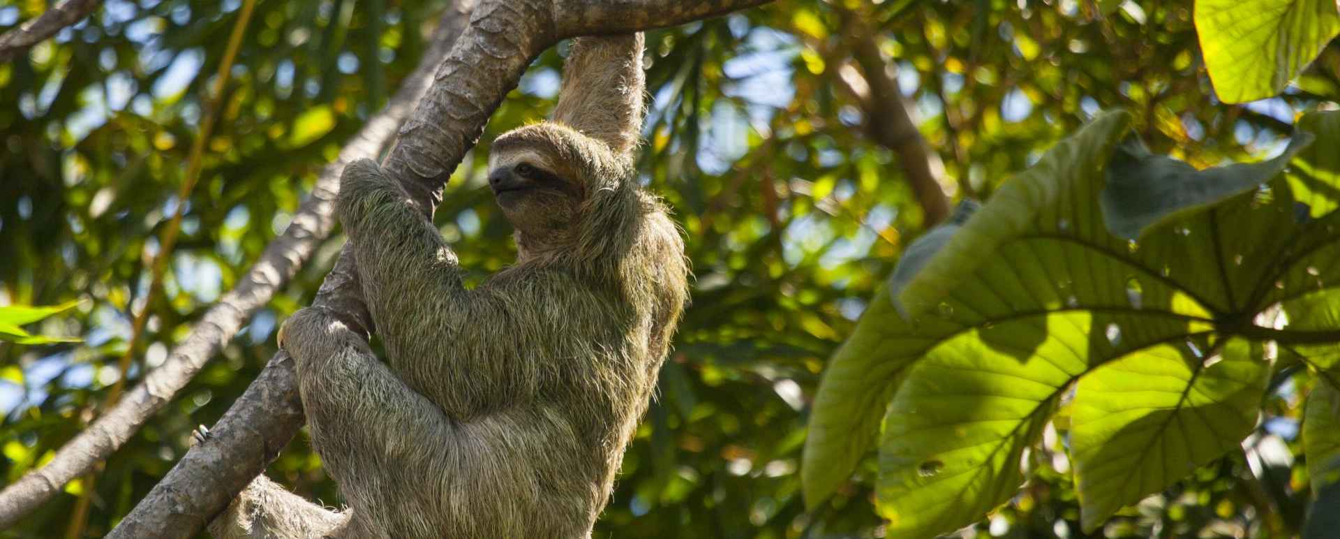 Manuel Antonio