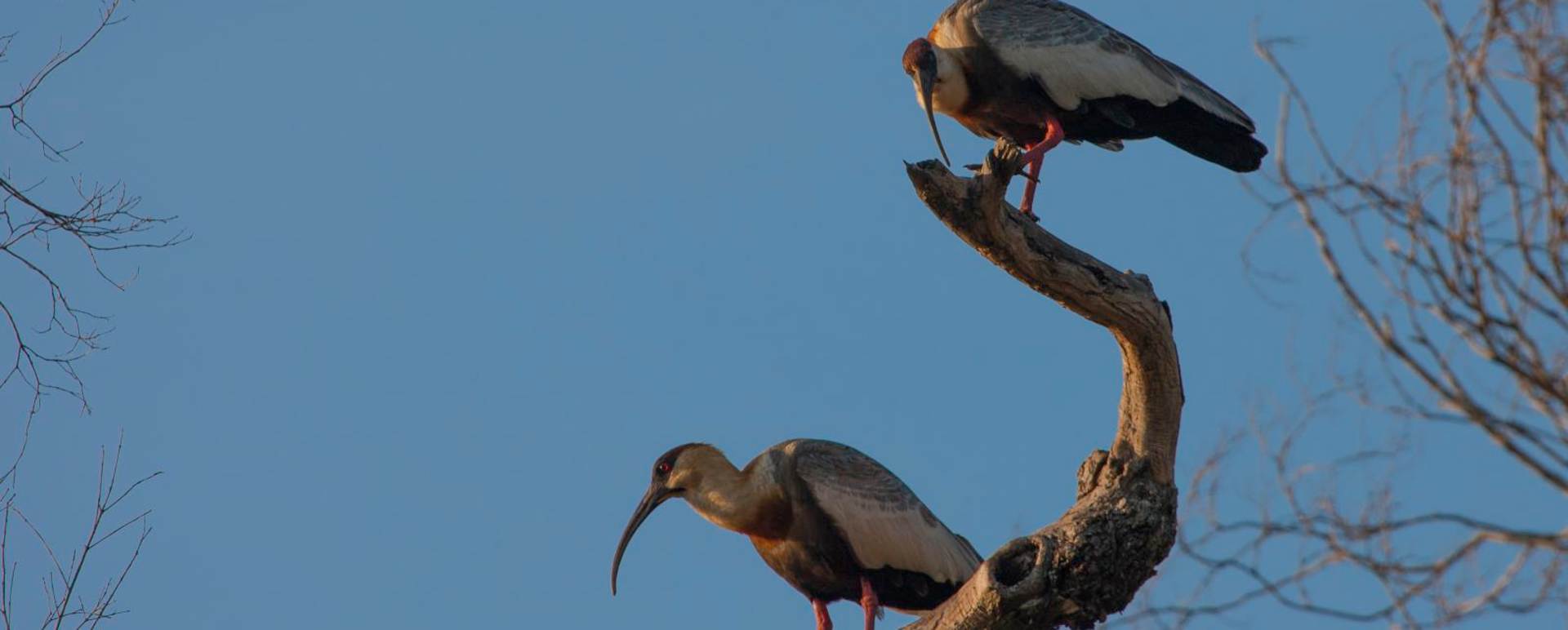 Great birding - Puerto Valle