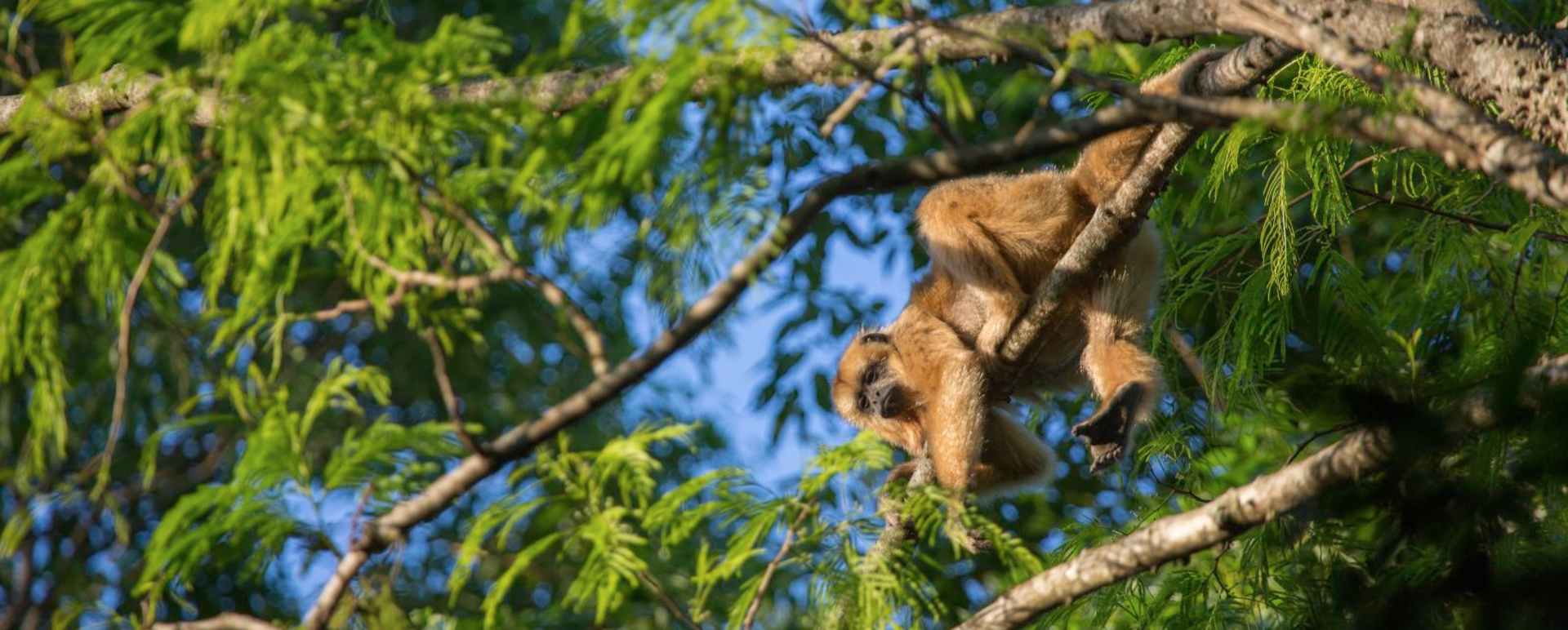 Monkey - Puerto Valle