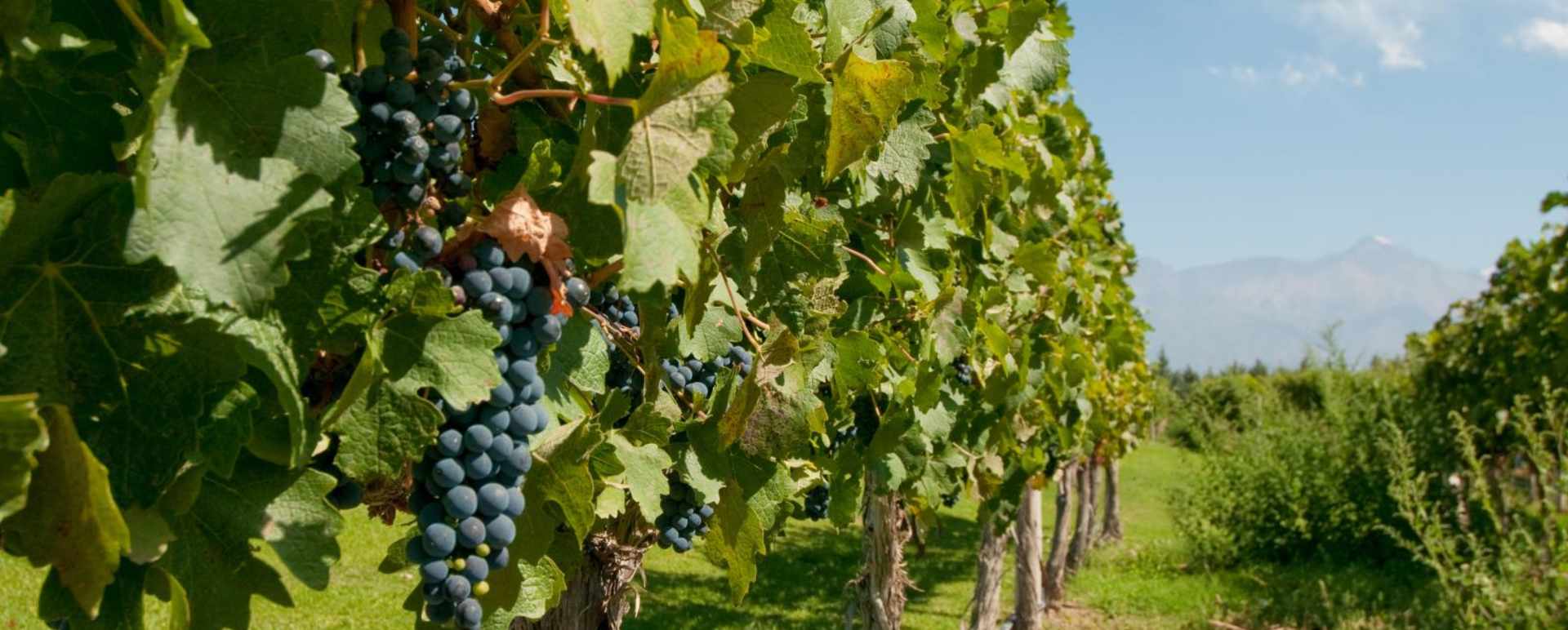 Wine Tasting in Uco Valley