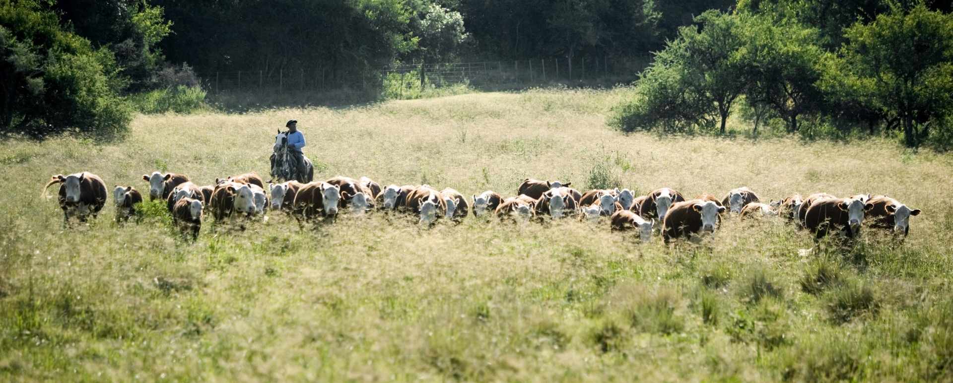 Gaucho 