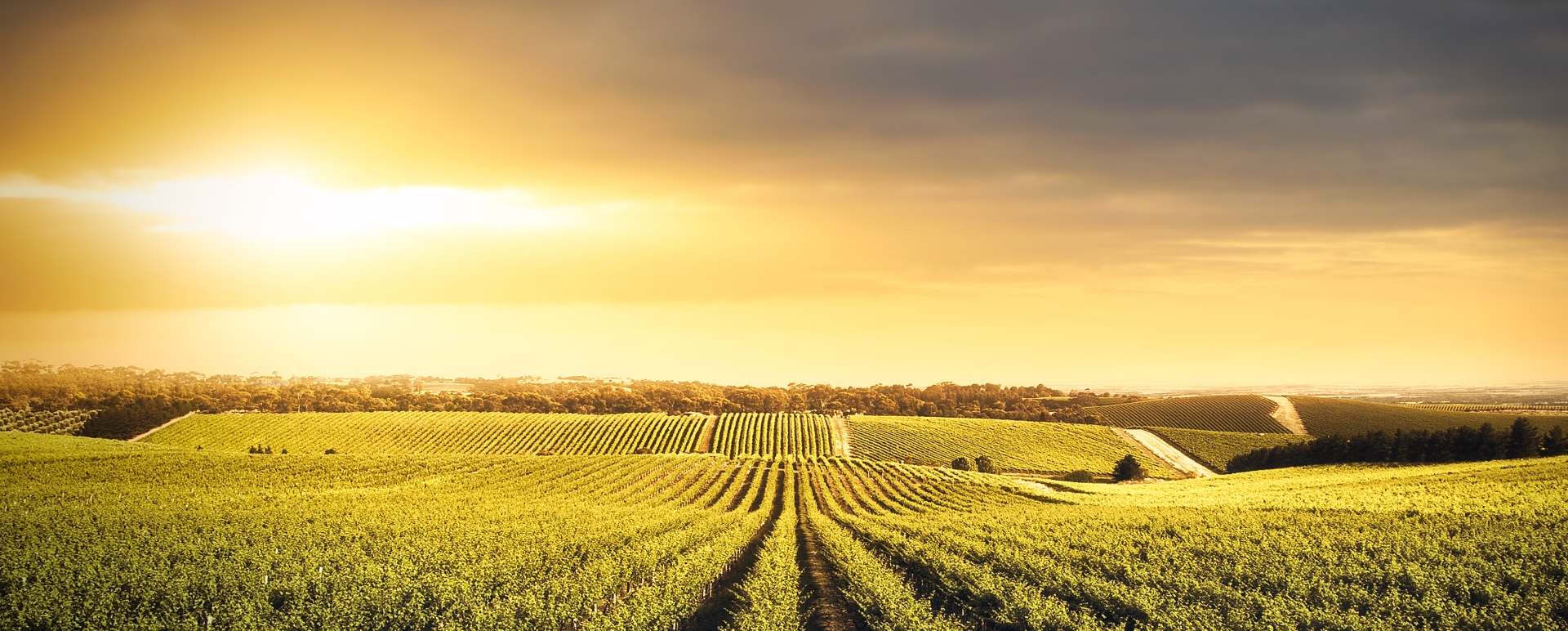 Barossa Valley