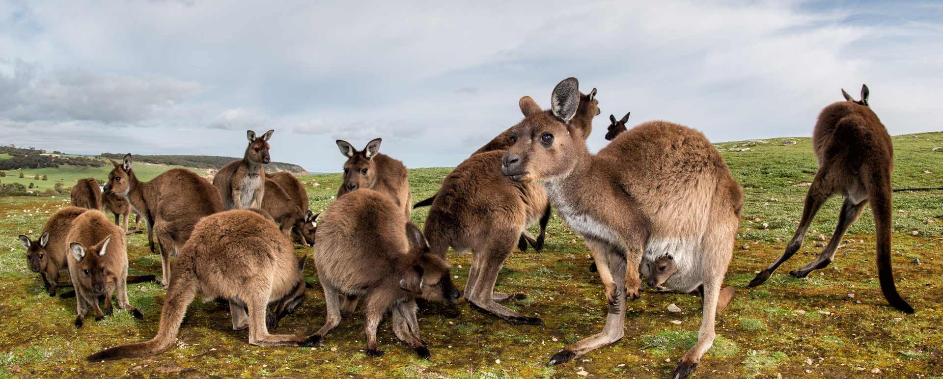 Kangaroo Island