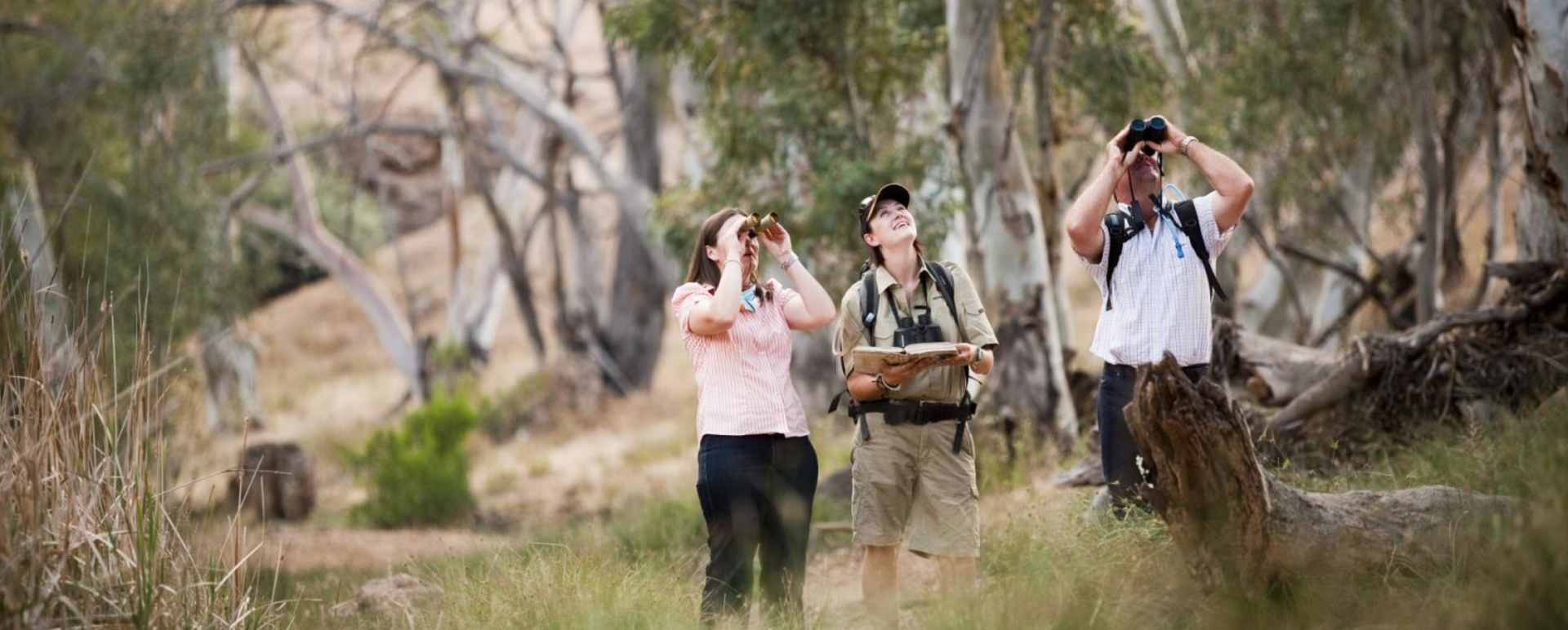 Bird watching - Arkaba