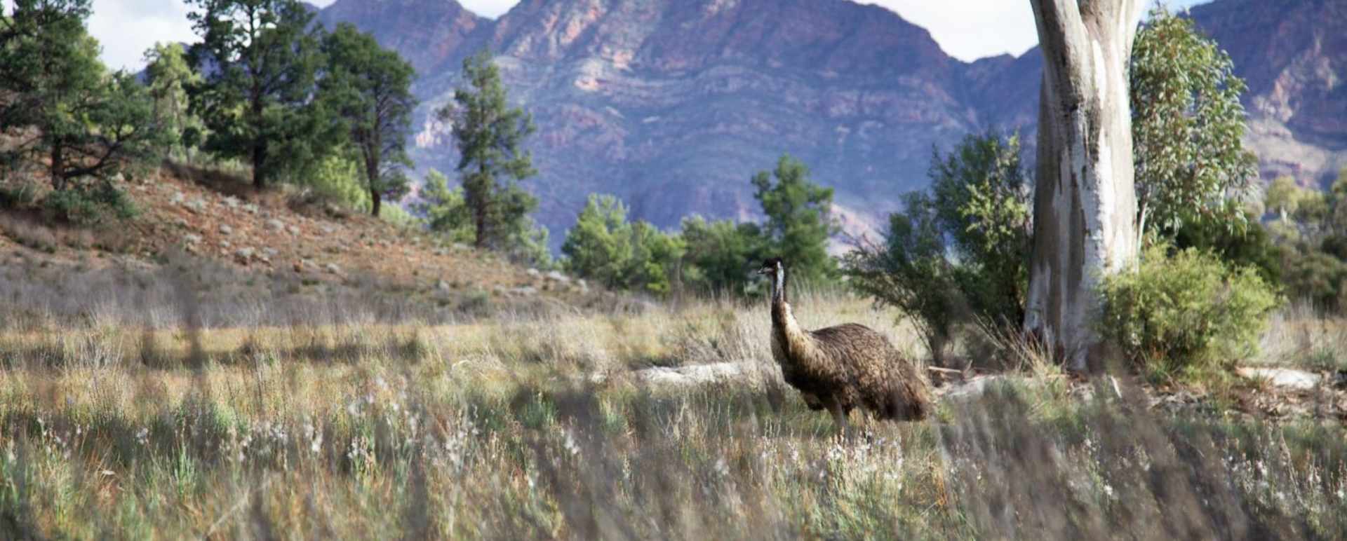 Emu - Arkaba