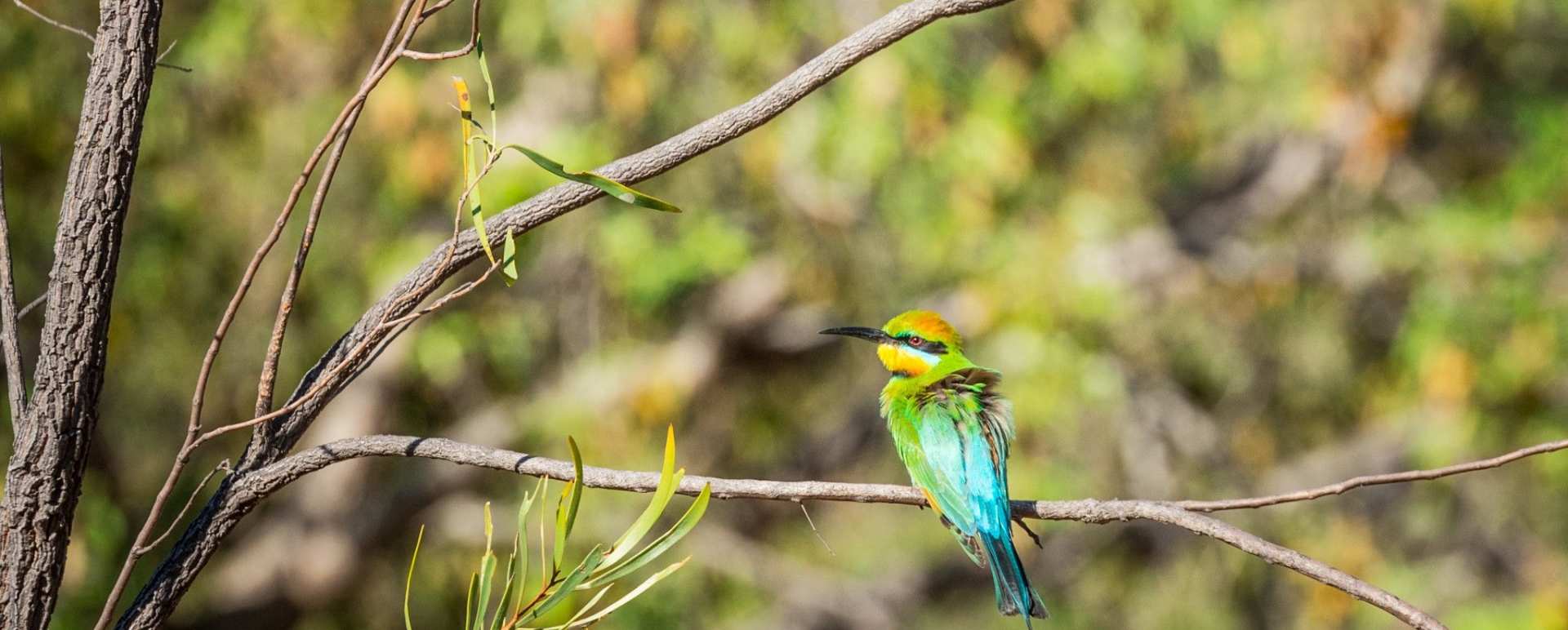 Birdlife - El Questro Homestead 