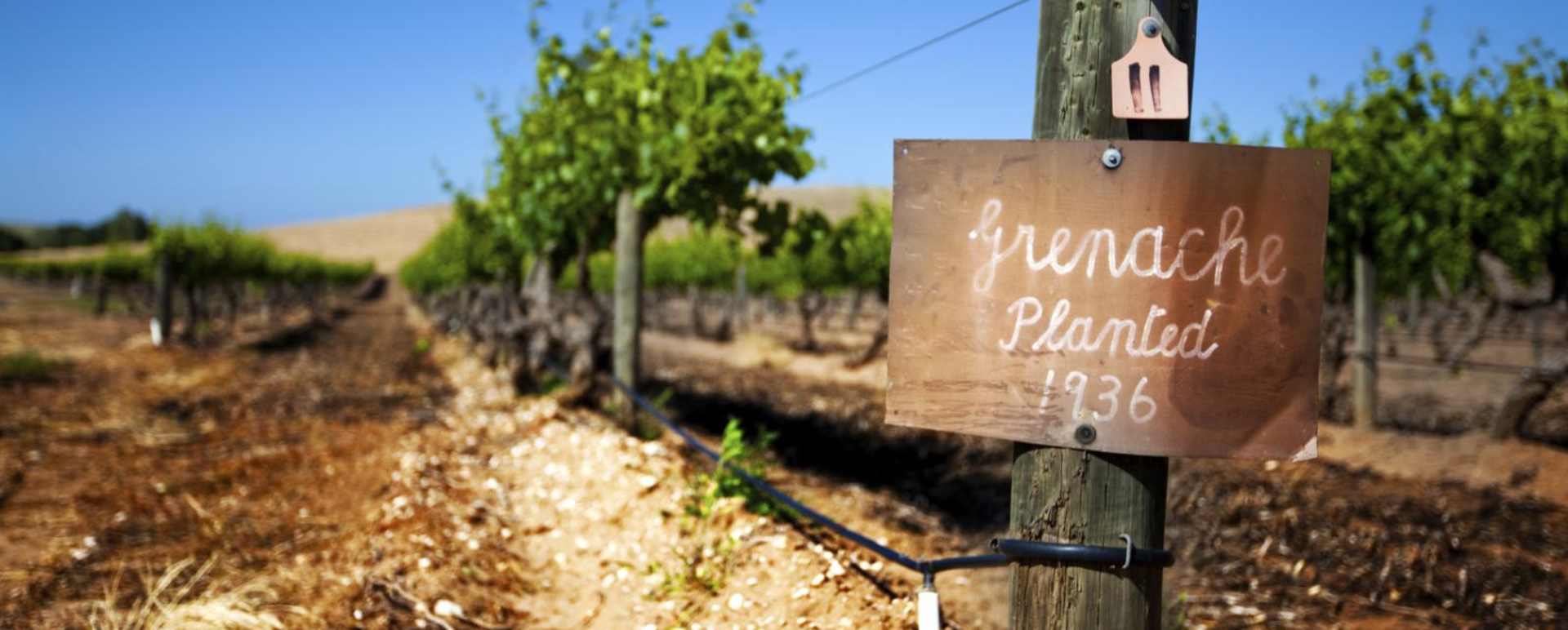 Vineyards - 