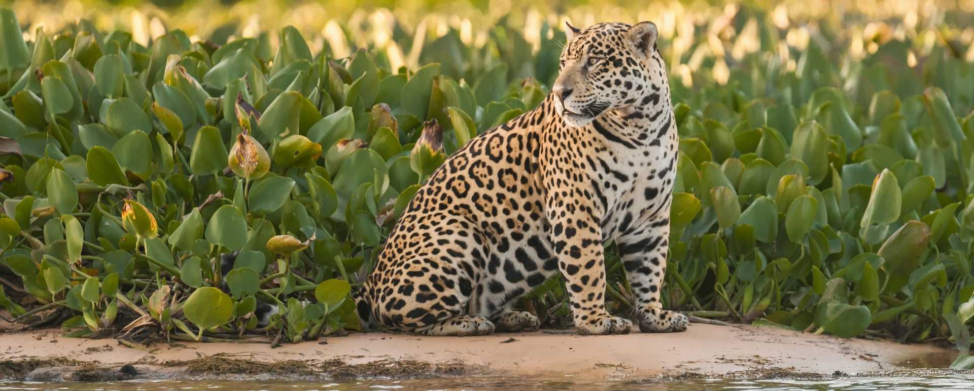 Jaguar 