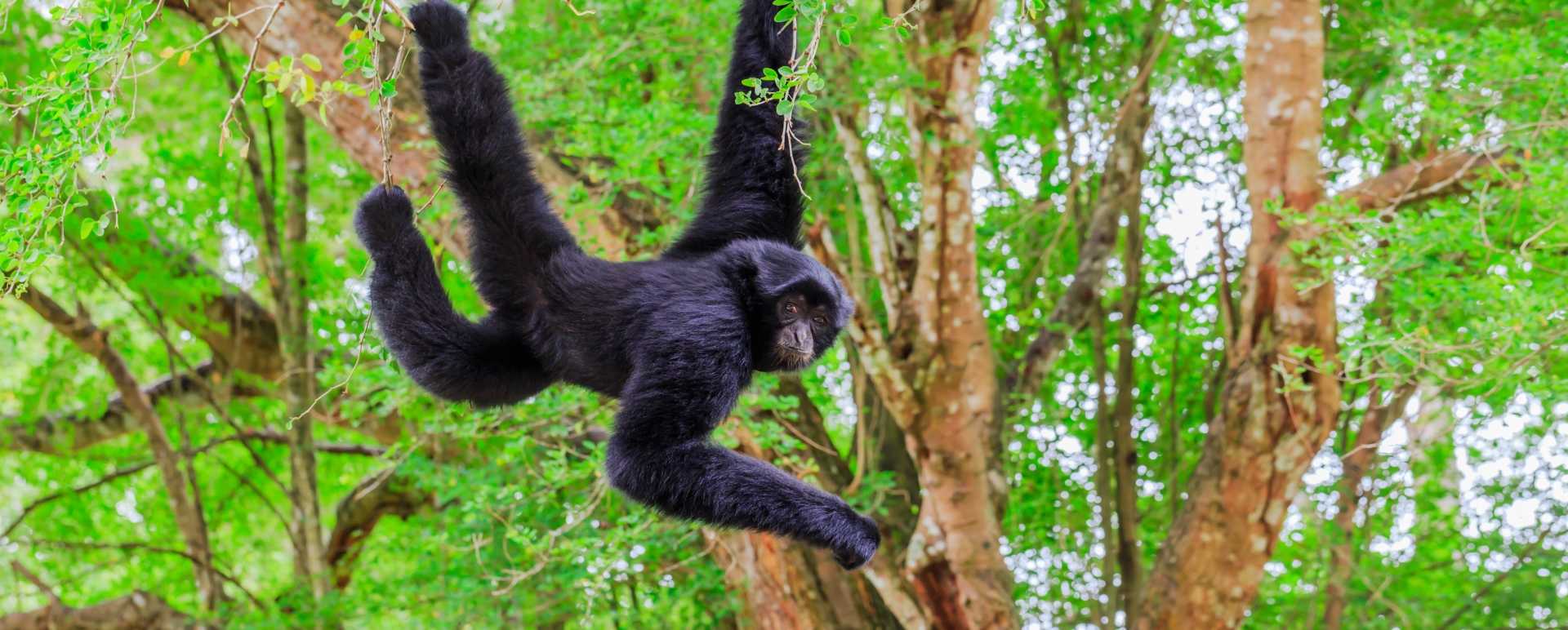 Monkey - Guatemala, Belize & Mexico for the Family