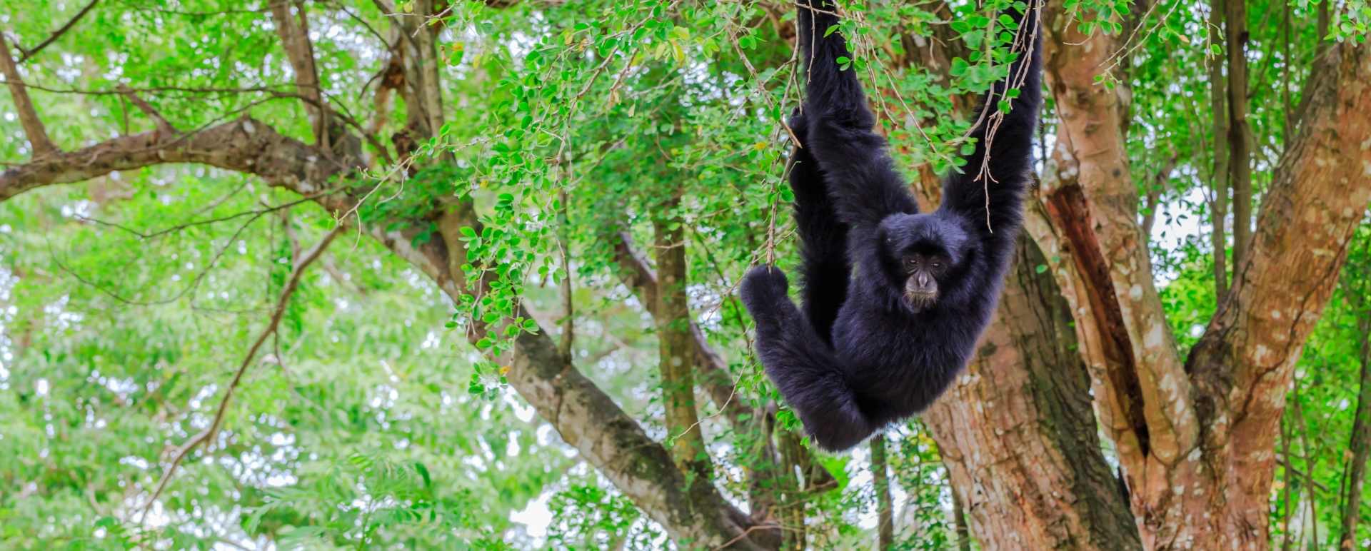 Spider Monkey 