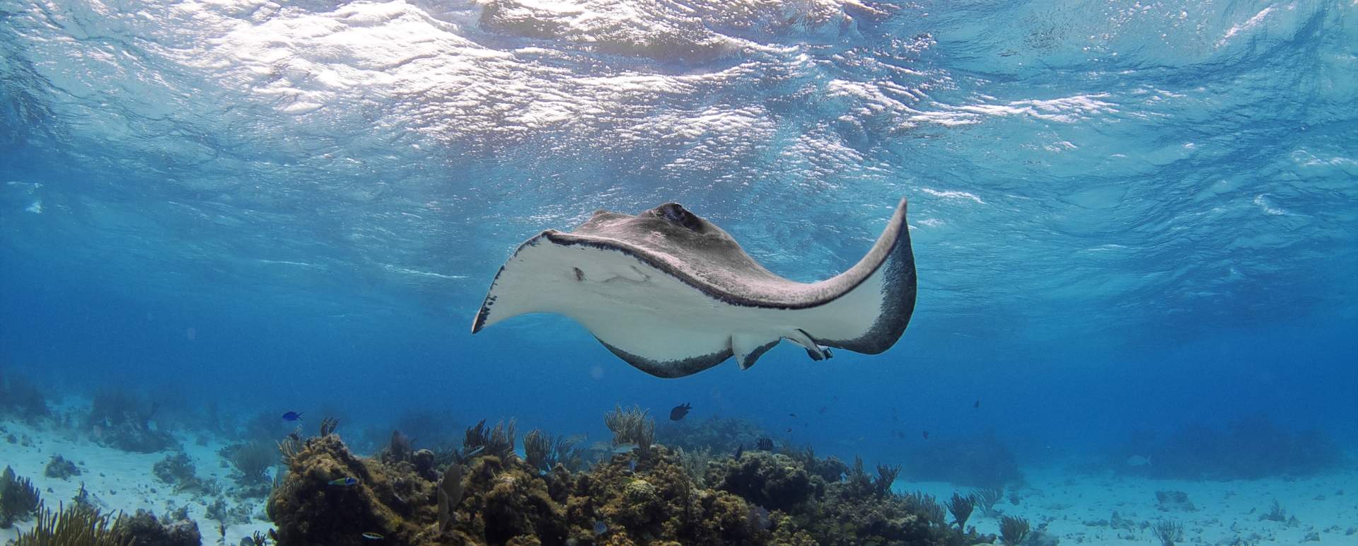 Stingray  