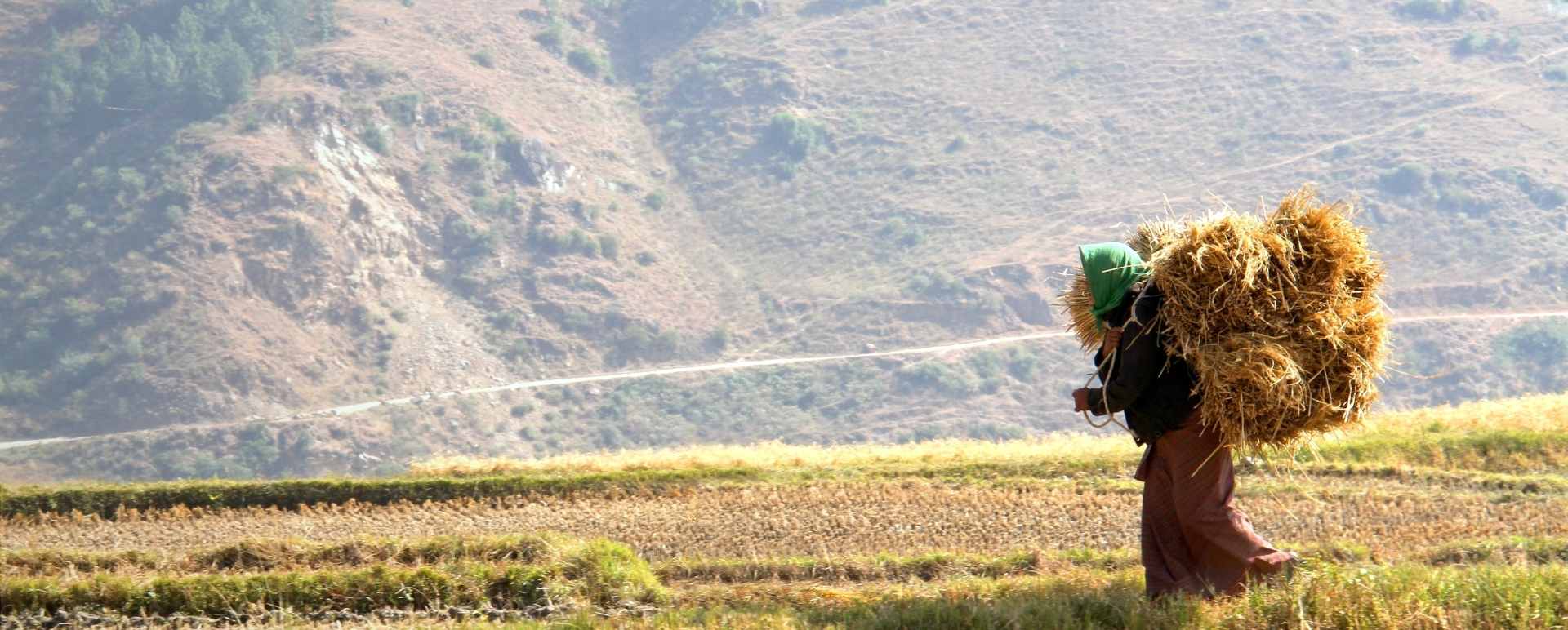 Woman in Rice Fields in Paro 