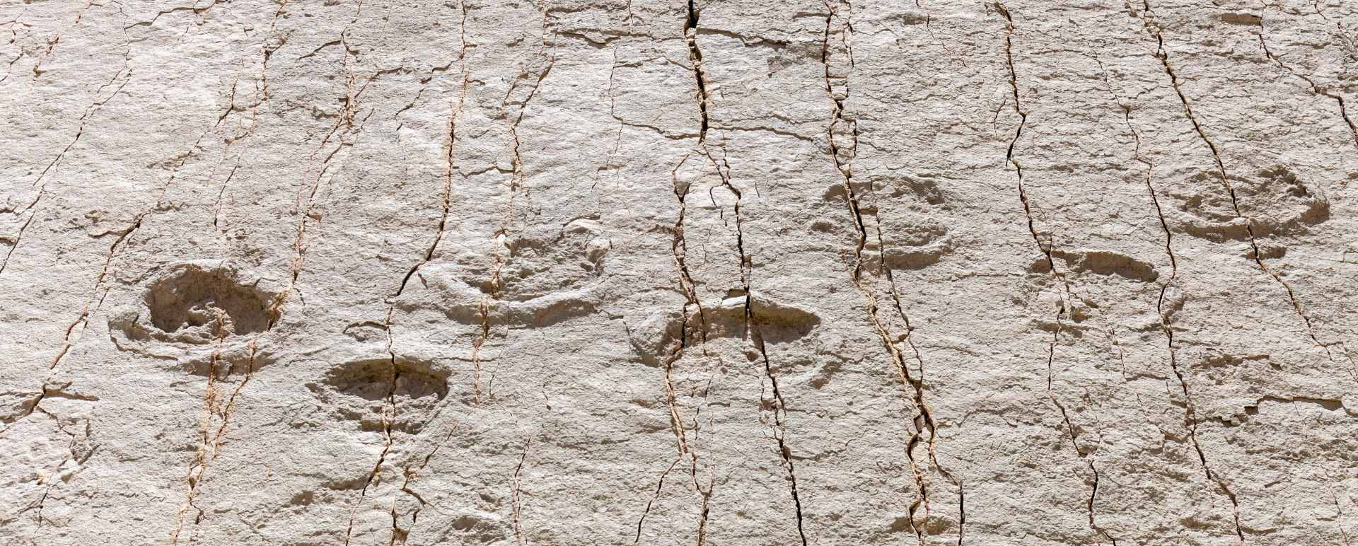 Dinosaur footprints - Bolivia in Depth 