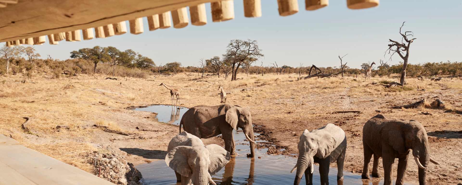 Elephants at the water hole  