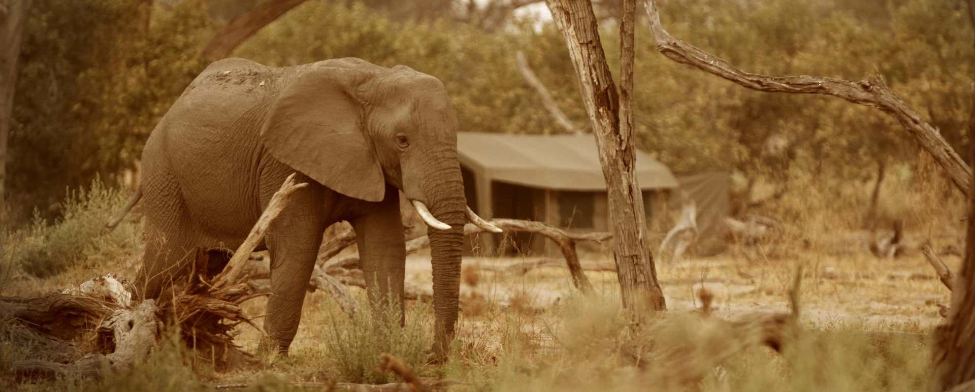 Elephant visiting camp - Letaka Safaris