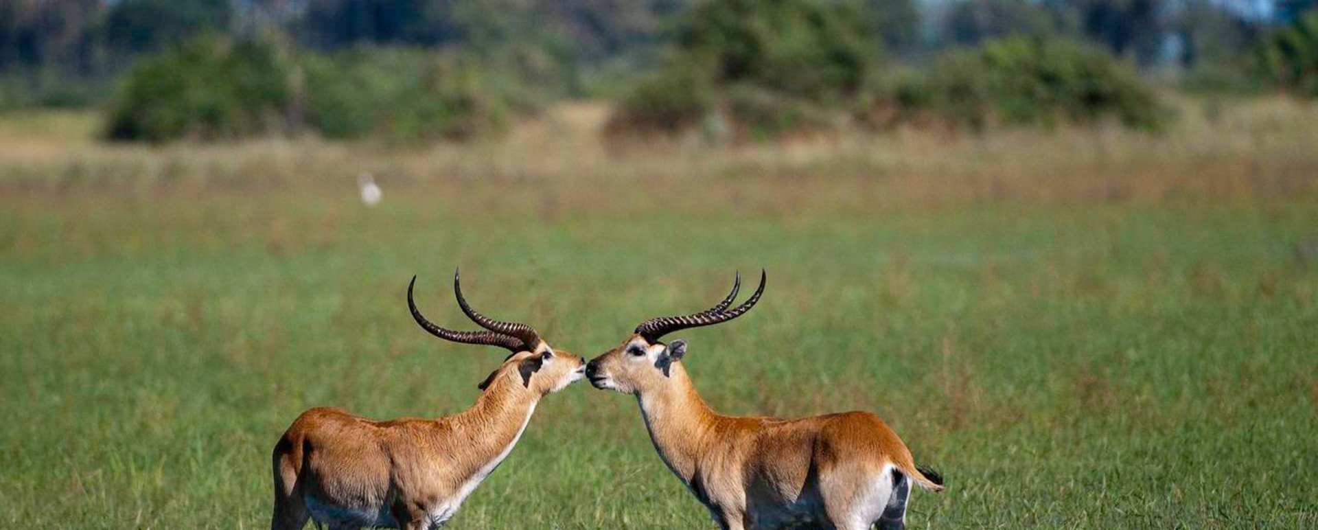 Lechwe - Mombo Camp